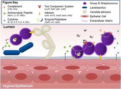 Frontiers | Group B Streptococcal Maternal Colonization And Neonatal ...